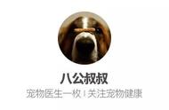 揭秘：比格犬与巴吉度犬，你真的了解它们吗？