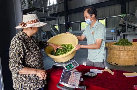 大别山下黄茶如何成就华丽变身？探访其独特成长之路！