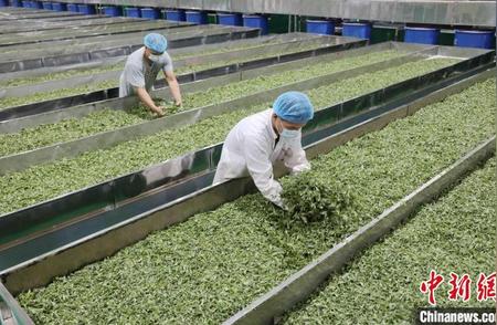 广西三江侗乡：夏茶飘香加工忙