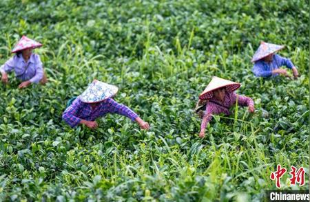 广西岑溪夏茶丰收季节，探访新茶勃发的助力乡村振兴之路