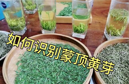 蒙顶黄芽详解：微发酵茶的独特魅力与识别技巧