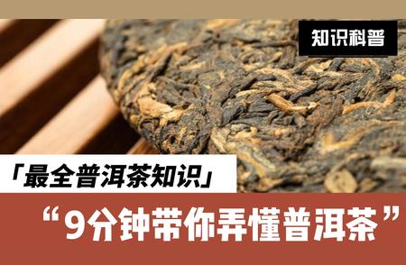 普洱茶知识大全：新手茶友必备指南