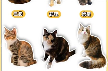 揭秘三花、彩狸、玳瑁猫，你的猫咪是哪一种？