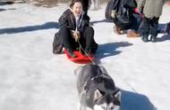 二哈雪橇犬的极限体验：零下冒险之旅