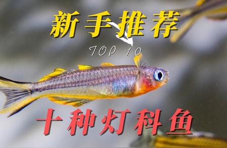 10种适合新手的灯科鱼推荐，带你入门水族世界！