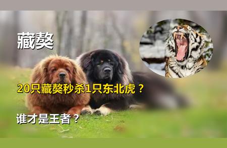 藏獒VS东北虎：谁才是真正的王者？