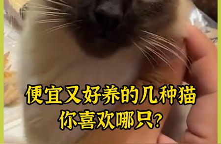 10种便宜又好养的猫咪品种推荐