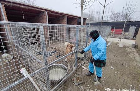 流浪犬的避风港：犬只收容所的故事