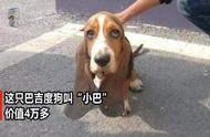 巴吉度犬遭遇惊魂一刻：拐跑事件曝光！