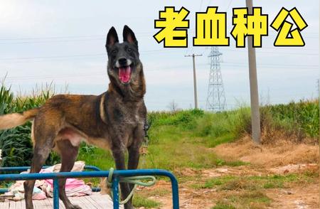 揭秘顶级比利时老血马犬的独特品质