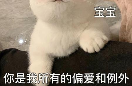 养猫显露财富，品味生活者的独特选择