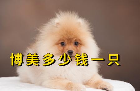 博美犬价格解析：如何避免买贵？