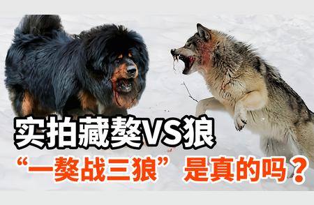 藏獒与狼的对决：实拍战斗瞬间，一獒能否战胜三狼？