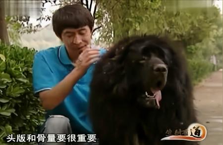 美女与猛犬藏獒的不解之缘