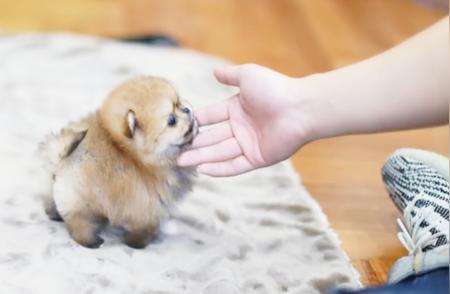 揭秘茶杯犬的来源与身世，一探究竟！