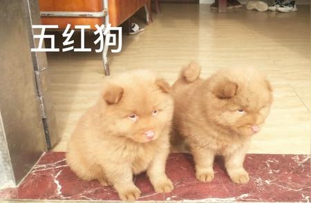 中华田园犬：探寻本土犬种的魅力与特色