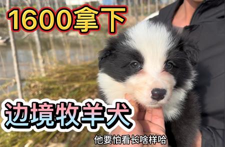 边境牧羊犬：活力四溢的宠物之选