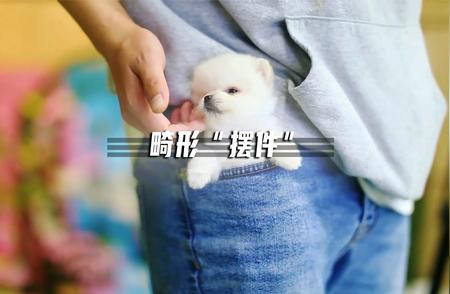 巴哥犬独特外貌背后的故事：人造萌点与生存困境