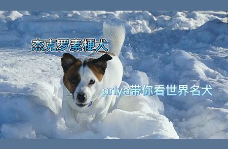 杰克罗素梗犬：担任警犬的最佳选择