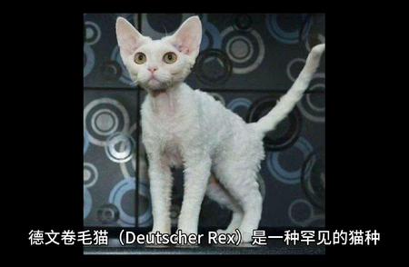 德文卷毛猫：独特的魅力与养护知识