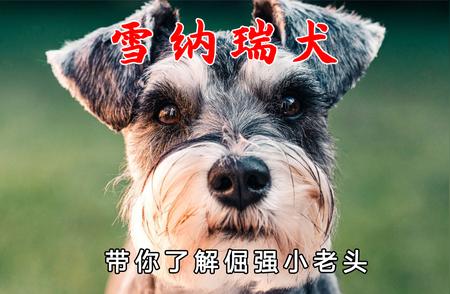 迷人又倔犟的雪纳瑞：为什么它们是最佳宠物选择？