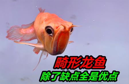 水族圈新风尚：另类观赏鱼引发热潮