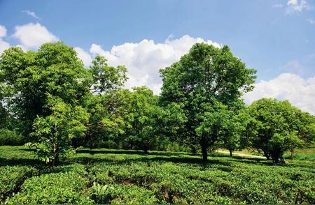 揭秘茶叶世界的未知秘密：你不知道的茶叶知识！