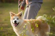 秋田犬的笑容：治愈力量与饲养挑战