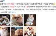 波斯猫天生臭脸，或成为“新不爽猫”，还有哪些网络红猫？