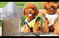 贵宾犬小狗的全面养护与喂养指南