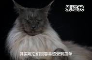 为何不选择养缅因猫？四大理由让许多人放弃宠物圈#猫咪