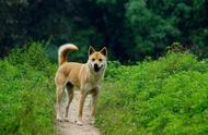 那个对爱犬呵护有加的女孩向山村同学透露：听说土狗肉味道不错