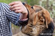 六种性格友好的犬类，适合家庭饲养，无需担心空间问题