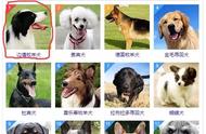 哈士奇：犬类智商的佼佼者