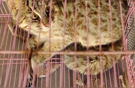 北京放归的豹猫：传奇归来的野生动物故事