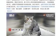 宠物猫核酸阳性：主人如何应对？