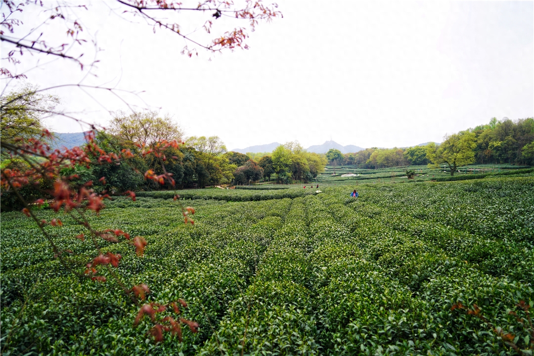 清明游西湖，来看看龙井茶是生长在什么环境下的吧