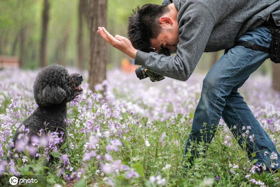 宠物摄影师免费为流浪狗拍写真 抹布狗华丽转身超萌的