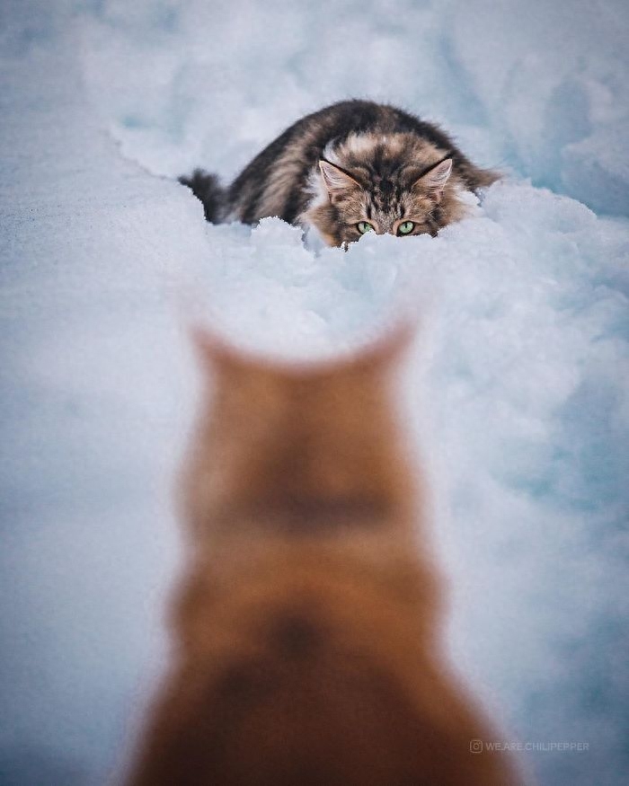 威武的王者—挪威森林猫