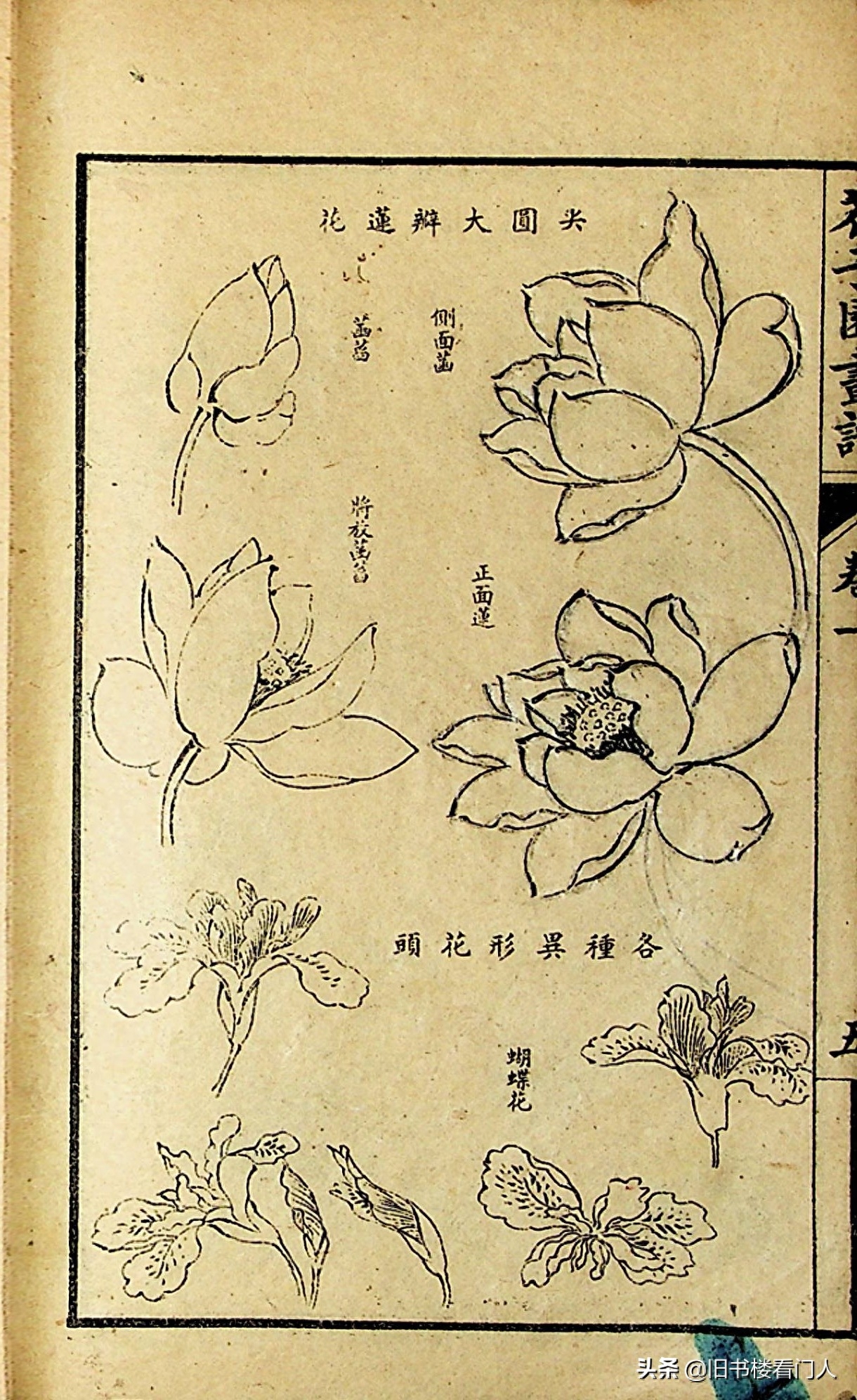 艺术类学画必修之书－《芥子园画谱·草虫花卉谱》