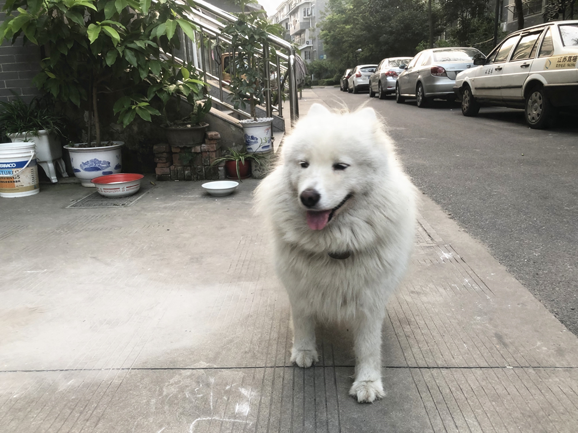 微笑天使萨摩，竟也有如此反差的一面：谁规定仙女不准发胖的