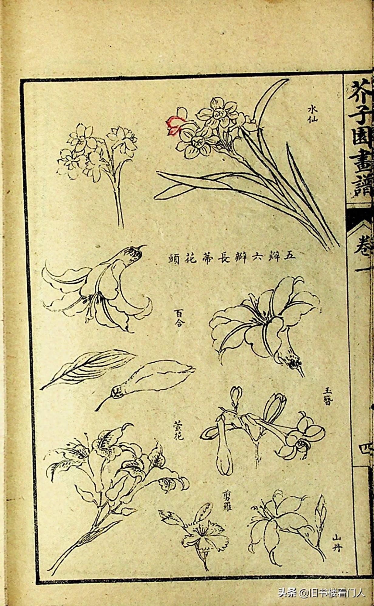 艺术类学画必修之书－《芥子园画谱·草虫花卉谱》