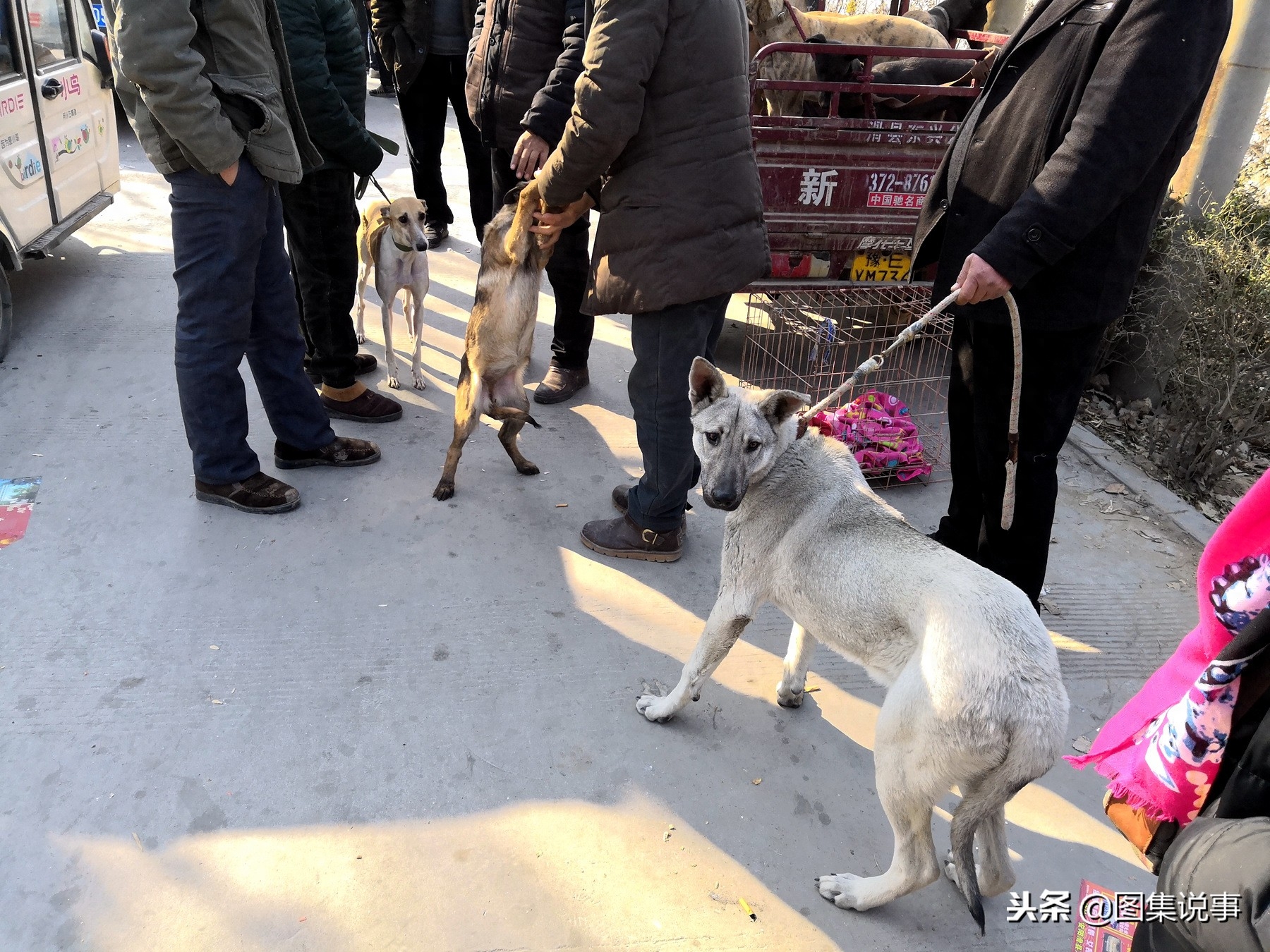 图文直击：严寒挡不住小镇狗市的交易热情，八哥犬300元抱走