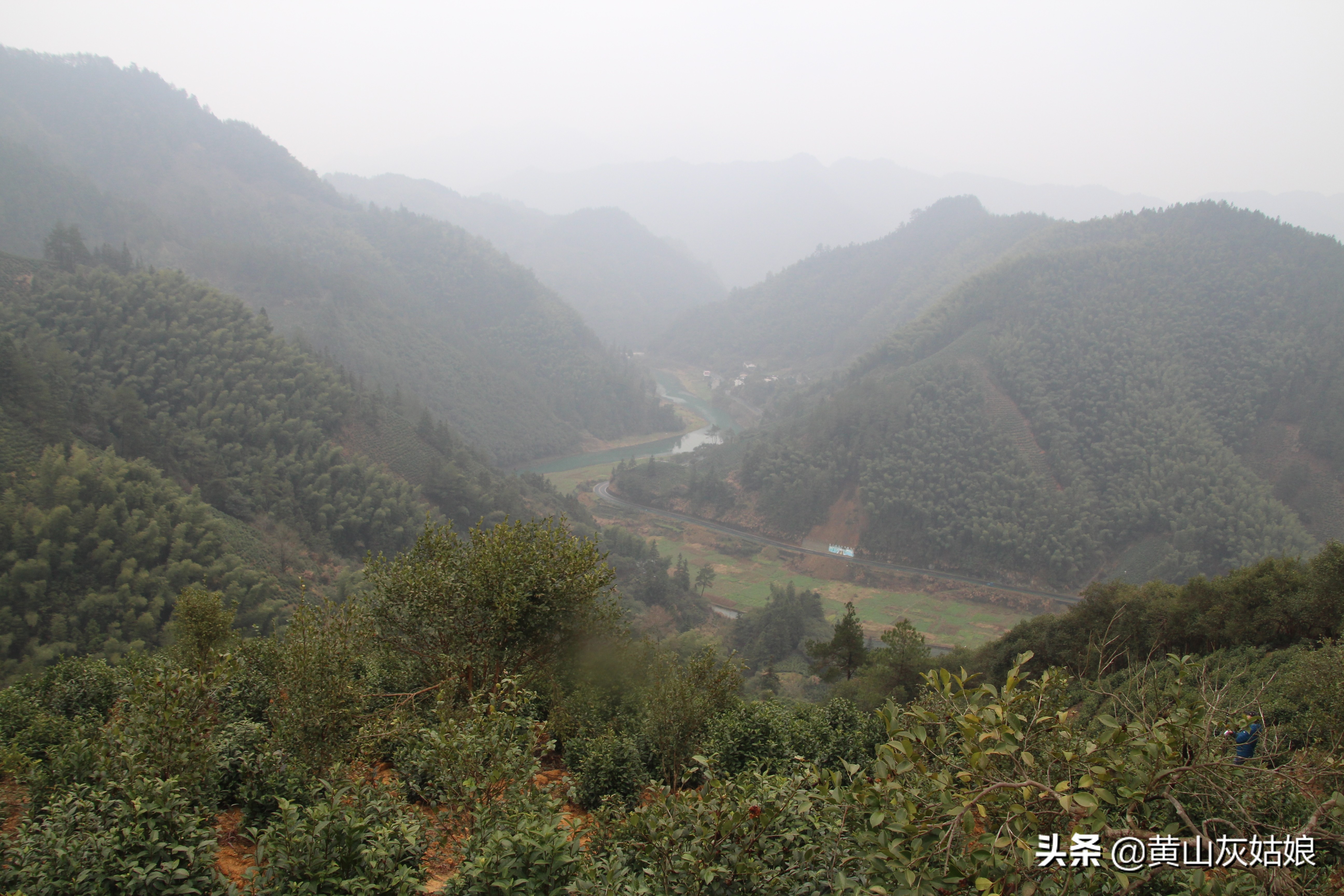 中国十大名茶-黄山毛峰，富溪高山茶园美景