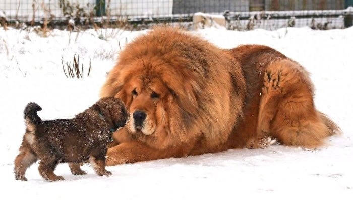 「藏獒特辑」：世界上最古老的稀有犬种，最后一张太像狮子了