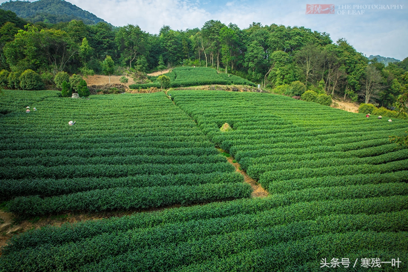 这茶才叫西湖龙井，景区买的是龙井茶，价格差很多别被骗了