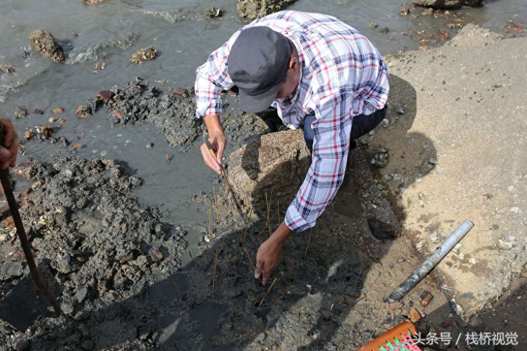 绝迹多年“虾虎”再现青岛四方海滩 老青岛钓虾虎展绝活