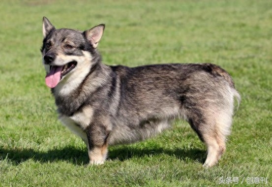 狼犬和柯基混合的瑞典牧羊犬，有种可爱的冲突感啊