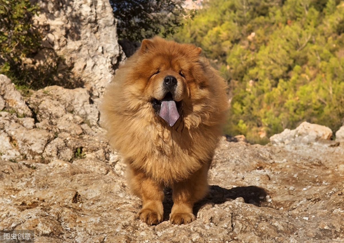 毛茸茸的松狮犬有没有心动啊