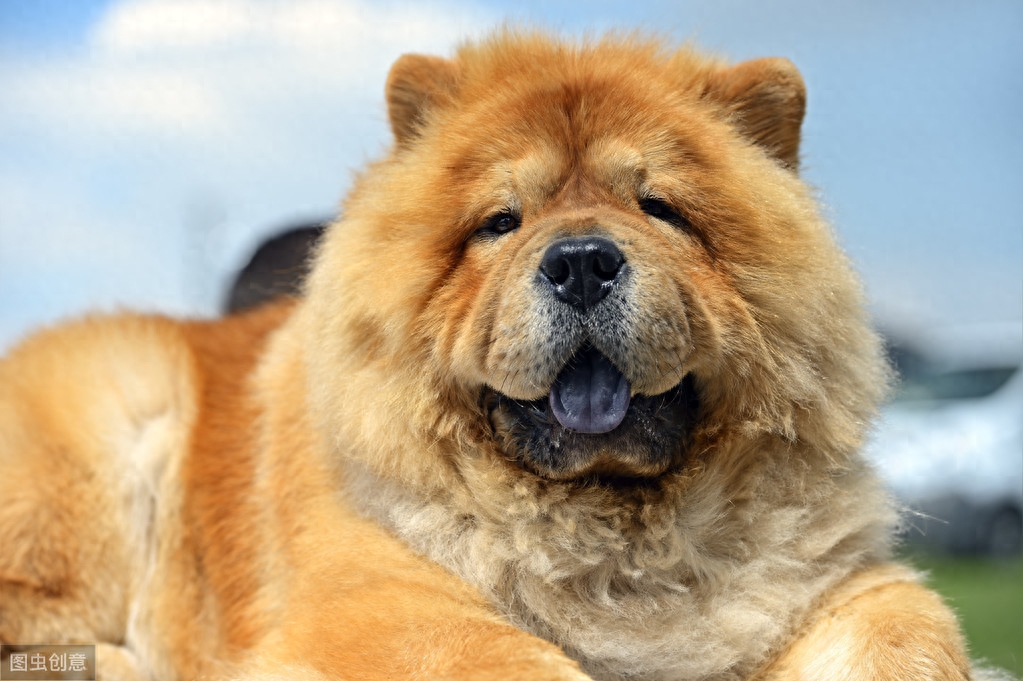 毛茸茸的松狮犬有没有心动啊